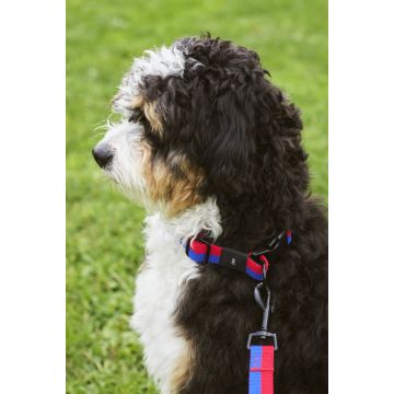 HAY Dogs Collar Flat S/M Red/Blue