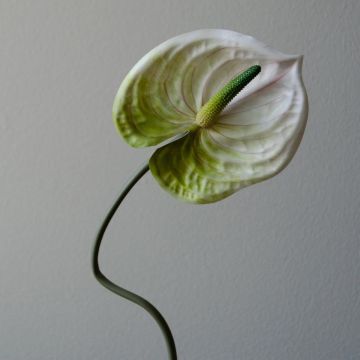 Botané Anthurium Flower White