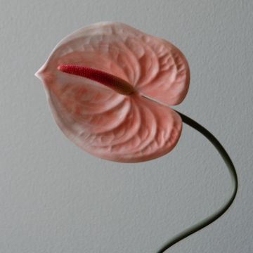 Botané Anthurium Flower Light Pink