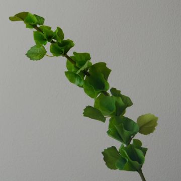 Botané Bells Of Ireland Flower