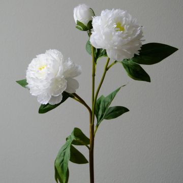 Botané Pæon Flower White
