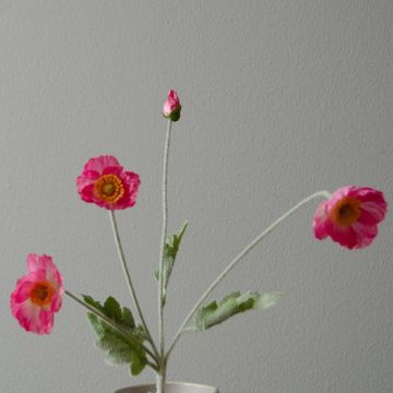 Botané Valmue Flower Pink