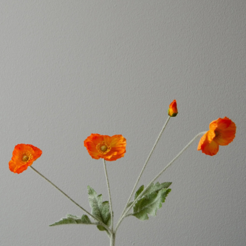 Botané Valmue Flower Light Orange